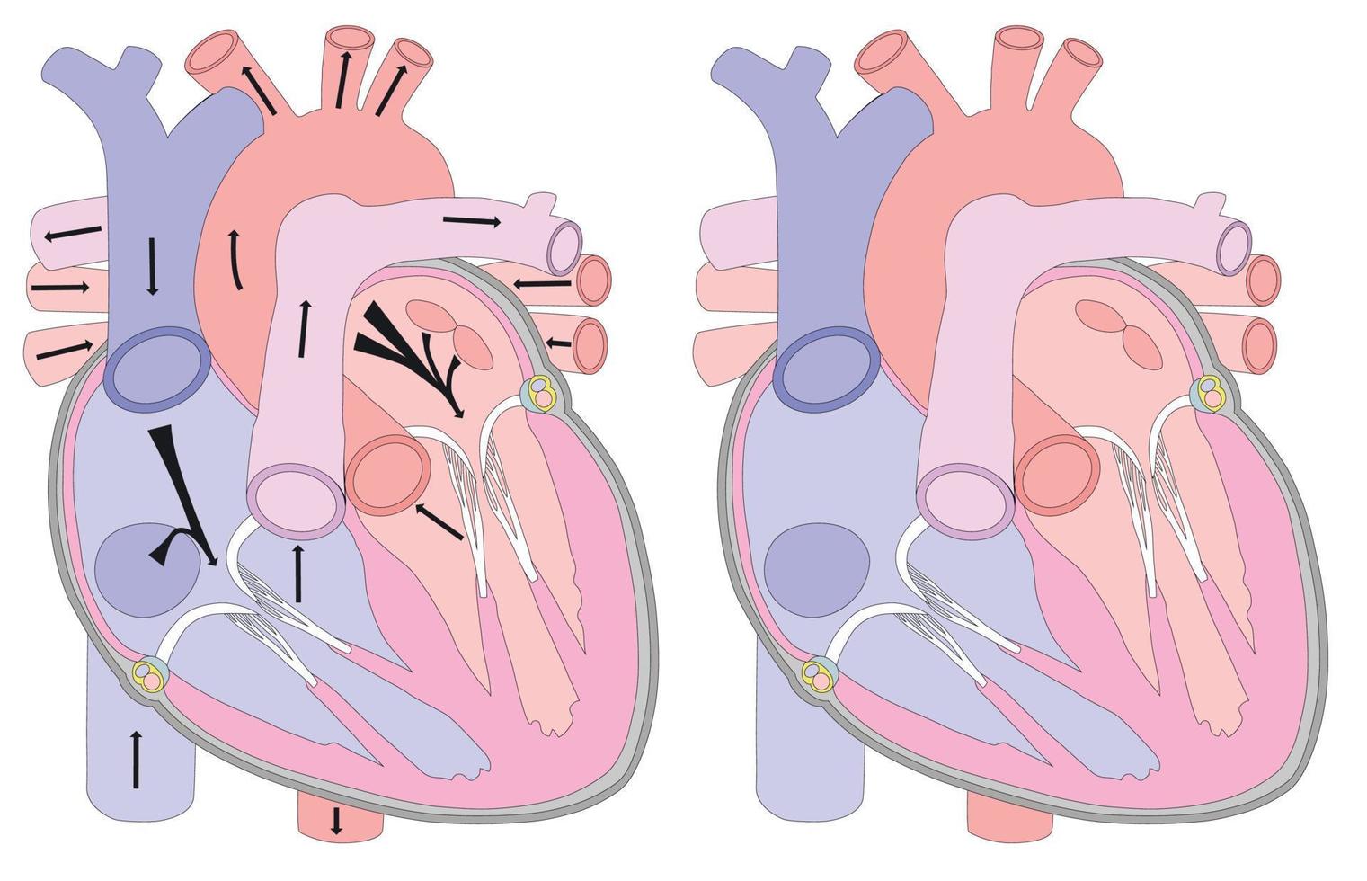 Anatomical drawing of the heart in a section. Background for medical exams, brochures, booklets, flyers. Visual aid for the study of human anatomy. vector