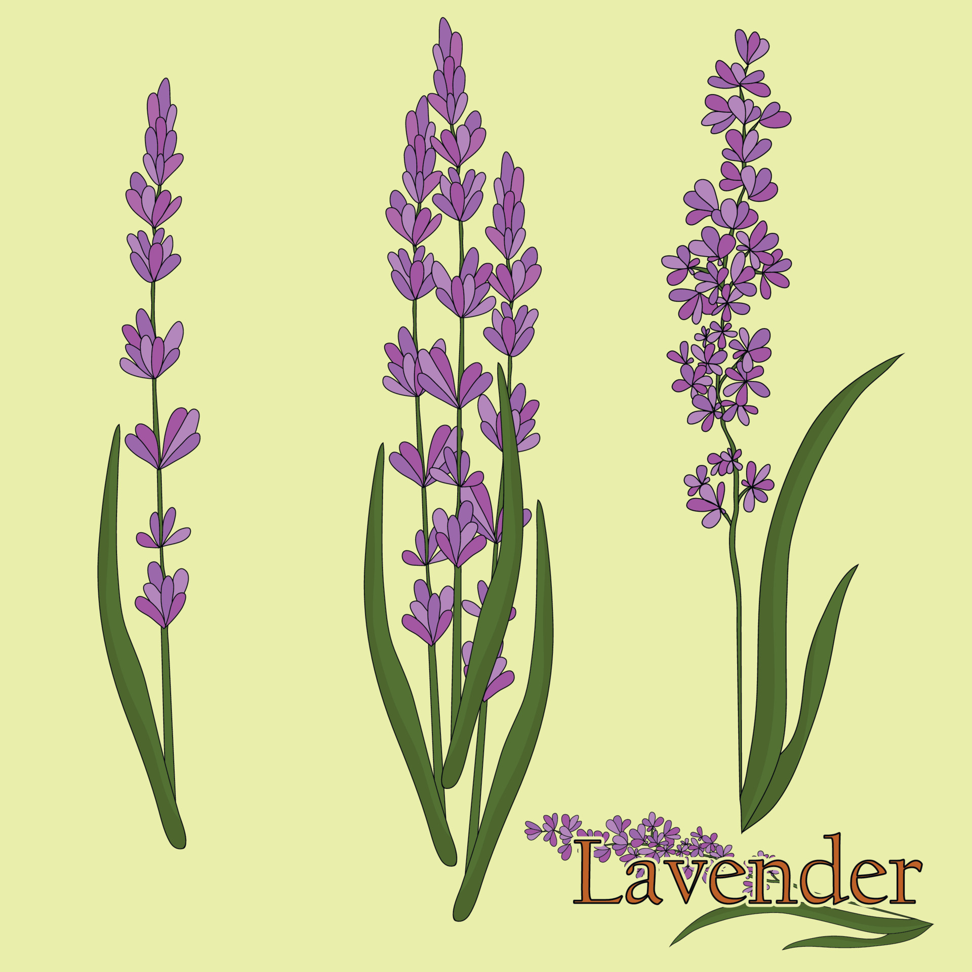 Top Lavender Plant Stock Vectors Illustrations  Clip Art  iStock  Lavender  plant isolated Lavender plant on white Lavender plant pot