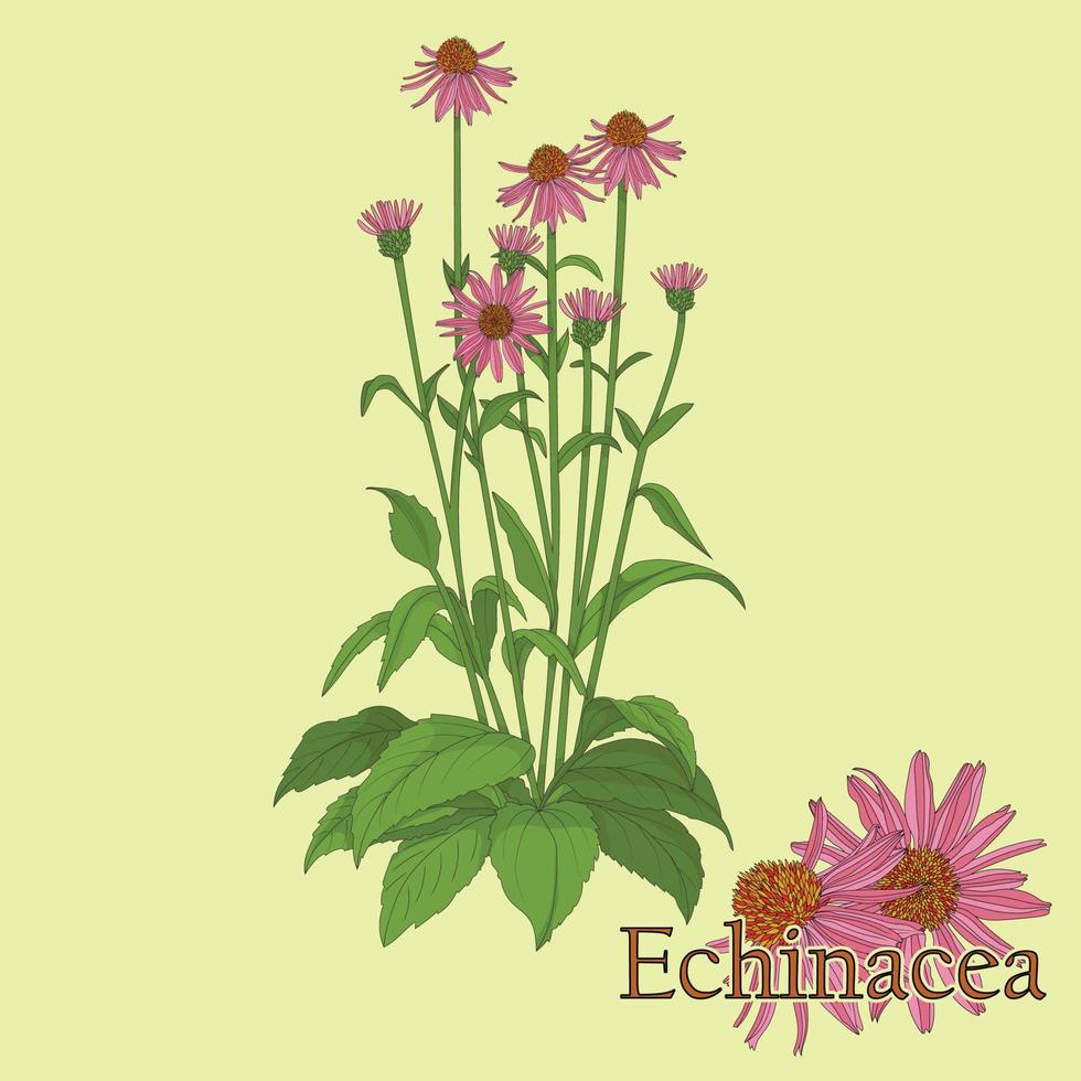 Echinacea tea. Illustration of a plant in a vector with flowers for use in the cooking of medicinal herbal tea.
