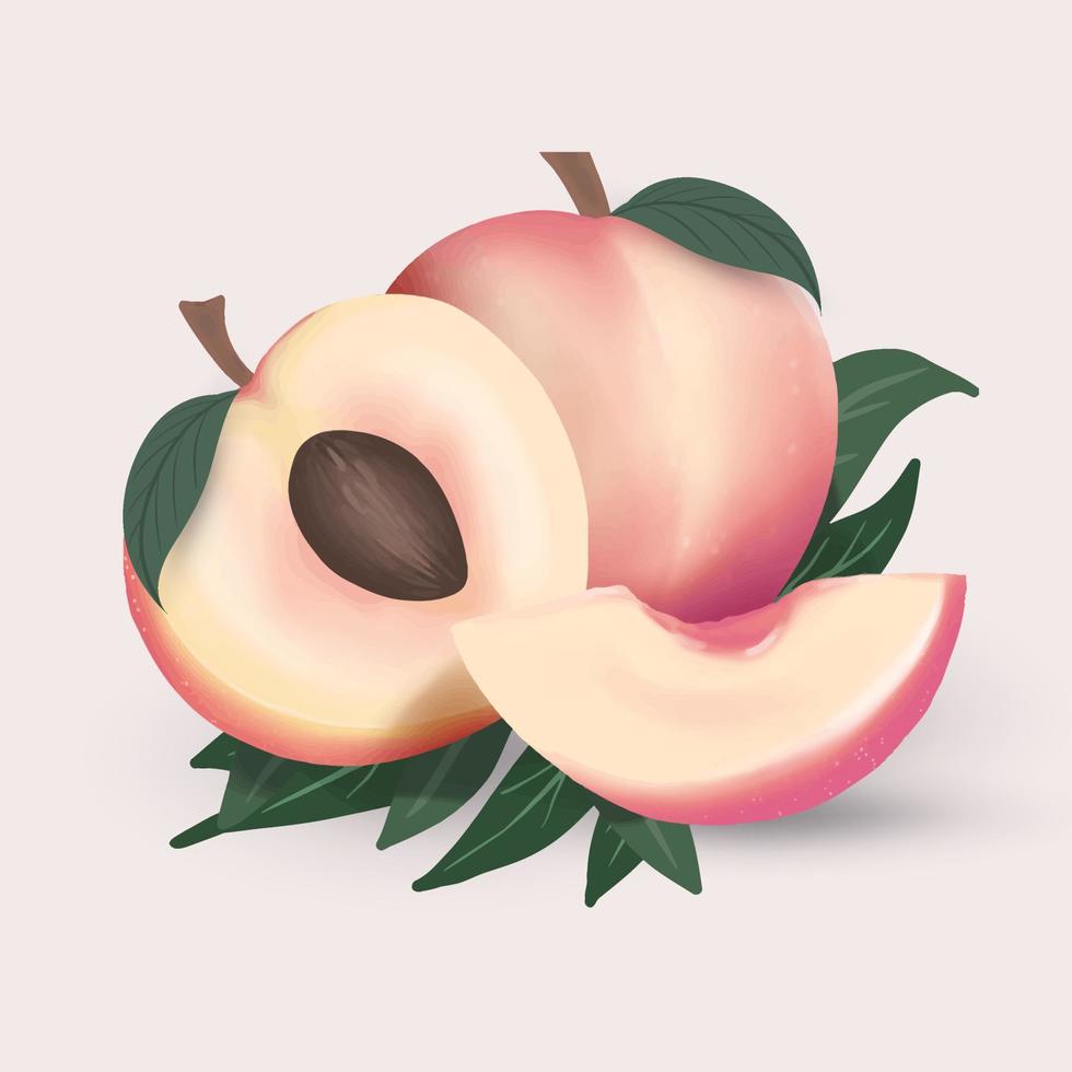 Peach fruits and leaf vector