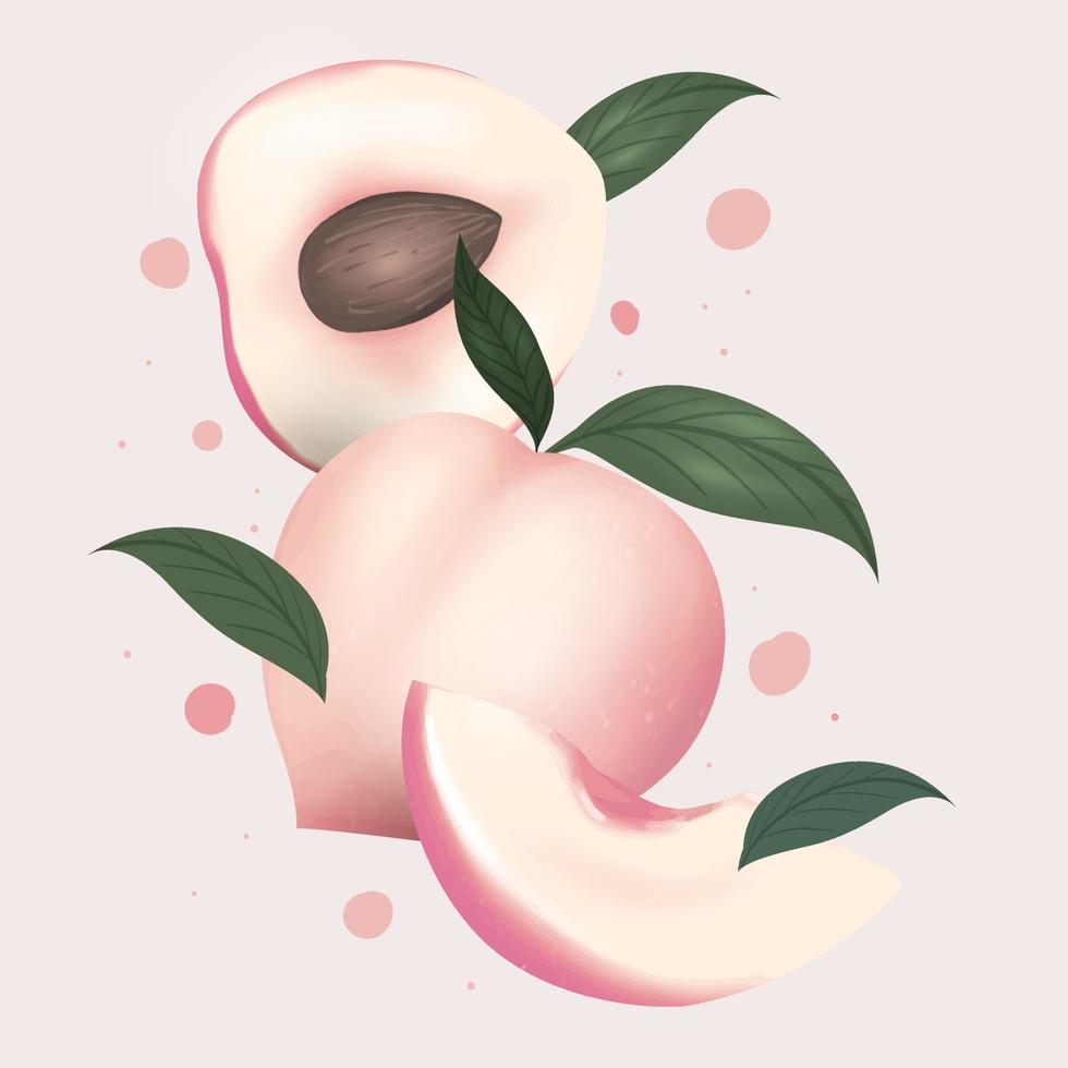 Peach fruits and leaf vector