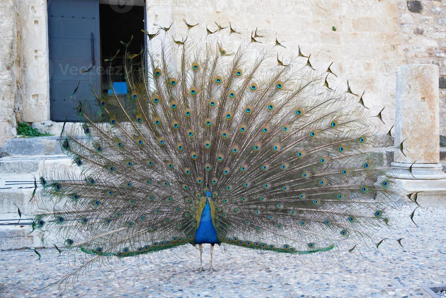 Peacock in Bodrum Castle, Mugla, Turkey photo