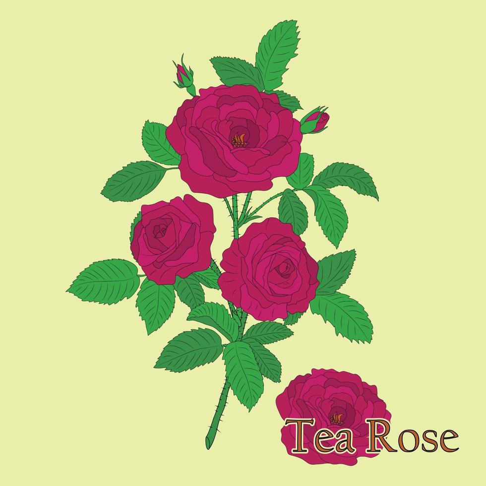 Tea rose. Illustration of a plant in a vector with flowers for use in decorating, creating bouquets, cooking of medicinal and herbal tea.