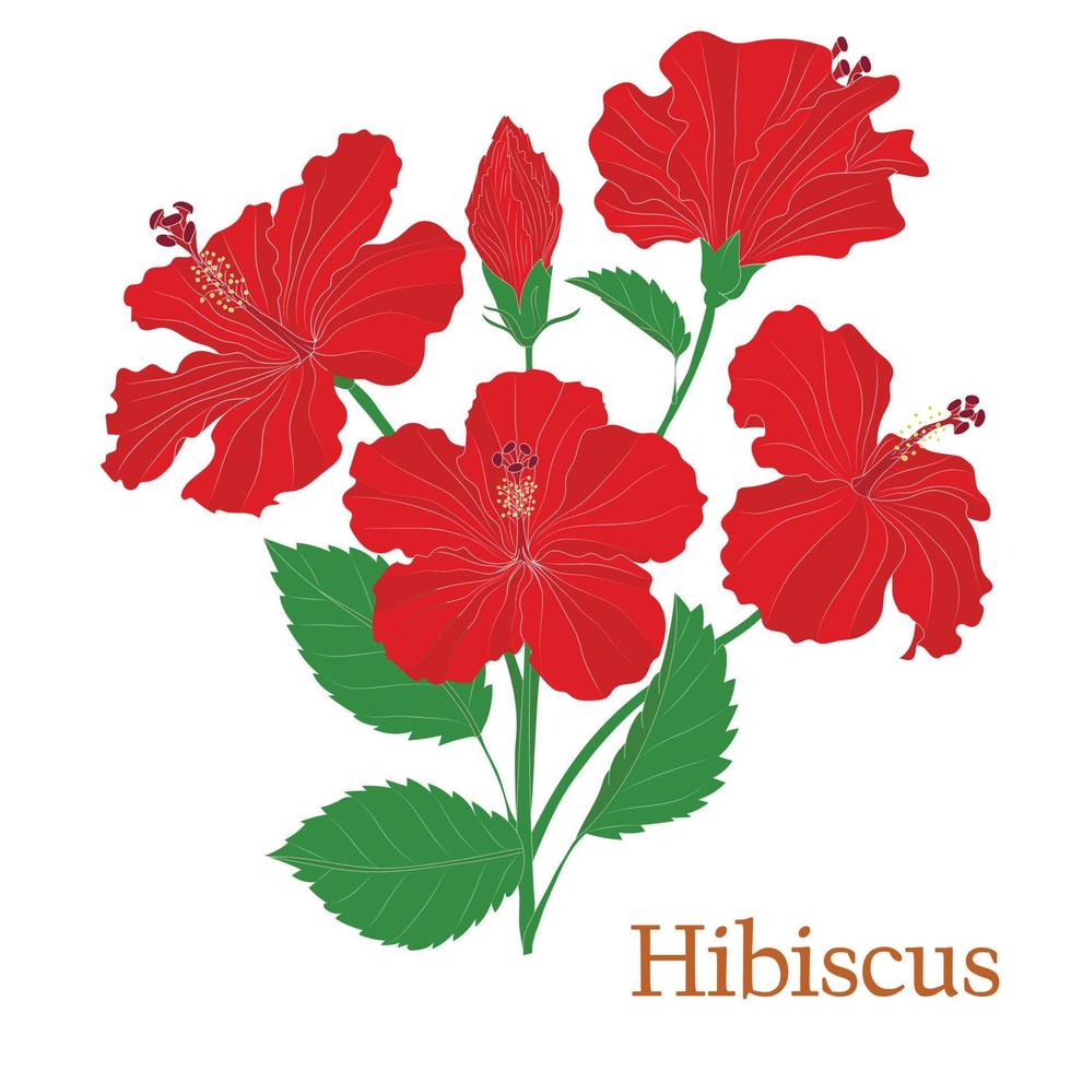 Hibiscus tea. Illustration of a plant in a vector with flowers for use in the cooking of medicinal herbal tea. Without outlines.