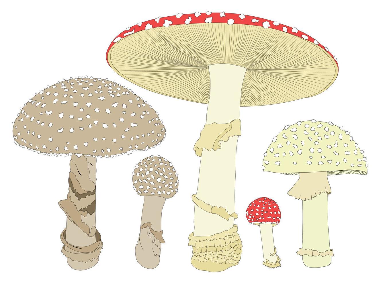 Fly agaric. A mushroom or toadstool. Different growth of mushrooms. vector