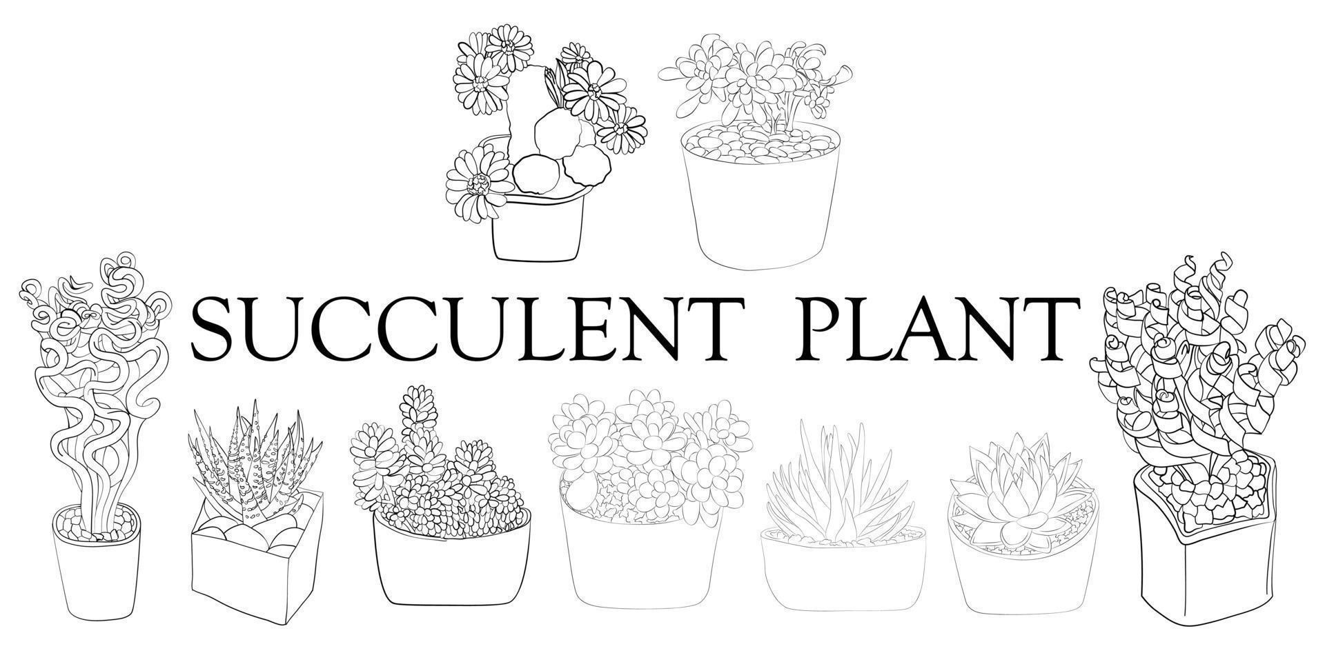 Succulent plant. Illustration of different types of succulents. Hand drawn plants. vector