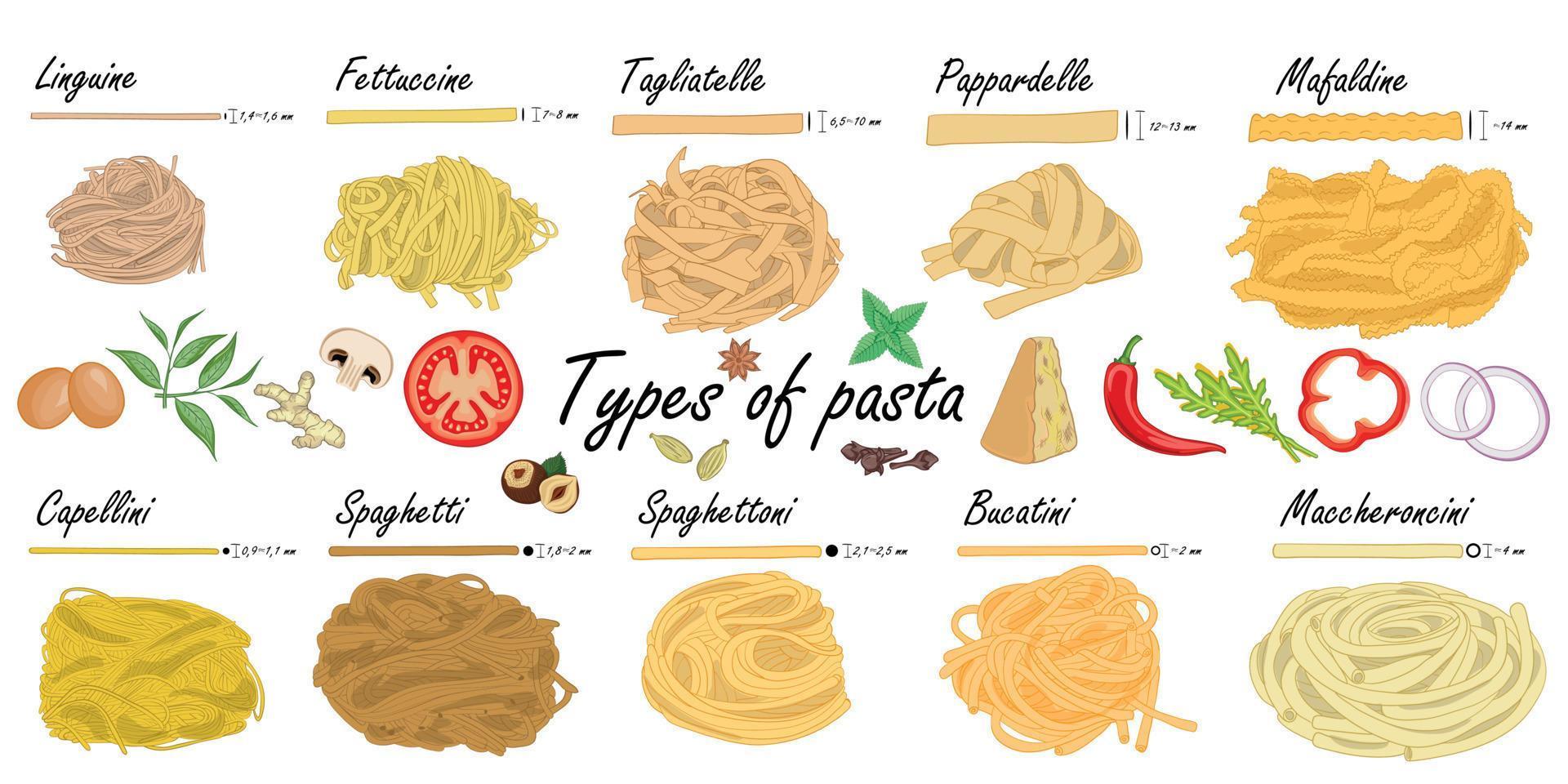 Types of pasta. Long pasta difference, illustration example. vector