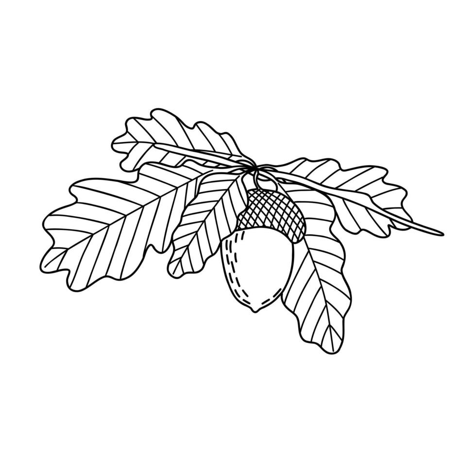 Acorn, oak tree seed and leaves branch, simple hand drawn outline vector illustration, autumn fall design element