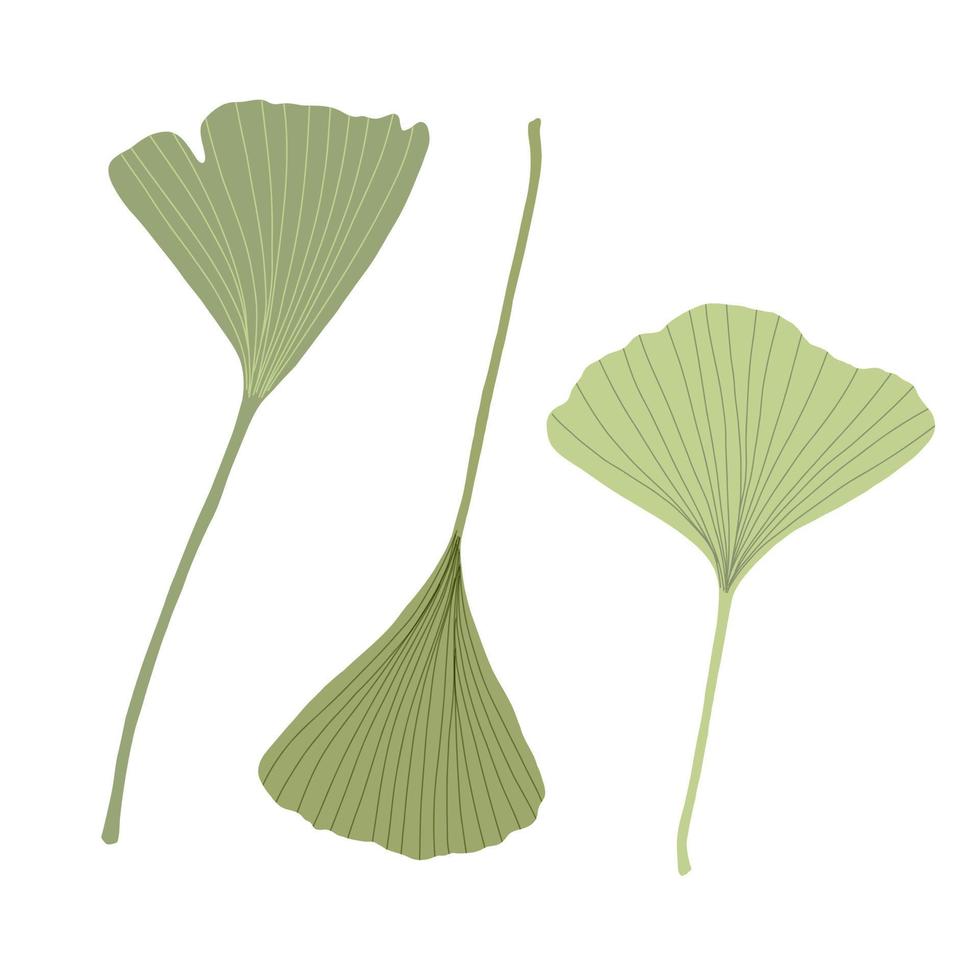 ginkgo fresco deja estilo plano simple ilustración vectorial dibujada a mano, planta detallada orgánica medicinal floral, símbolo cultural japonés, concepto de medio ambiente ecológico vector
