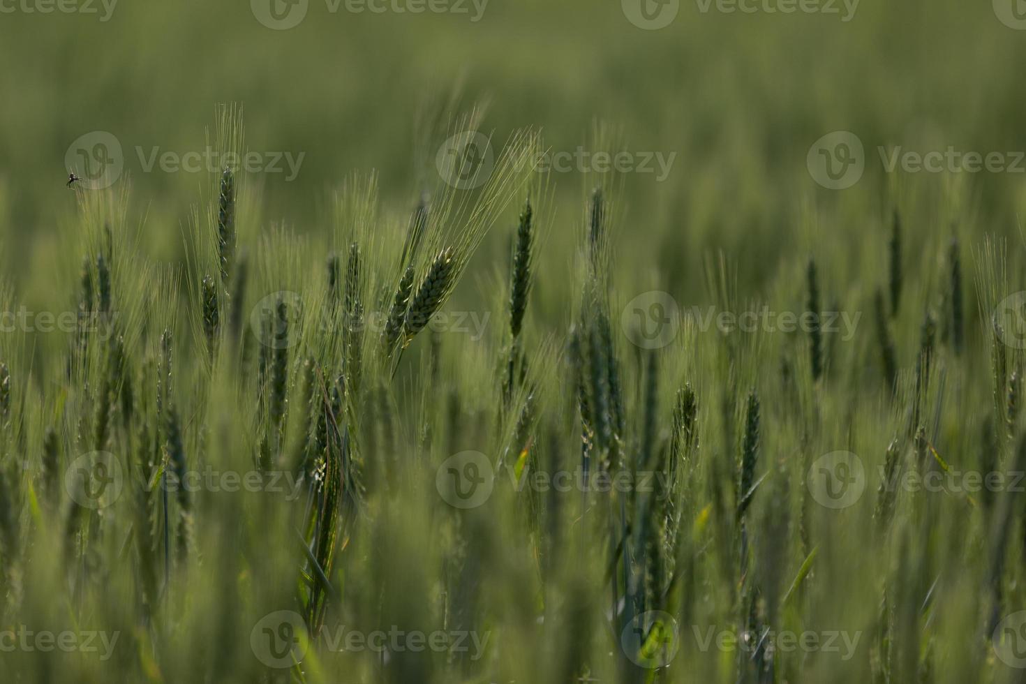 Isolated wheats in field photo