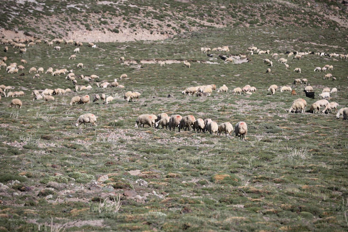 View of flock of sheep photo
