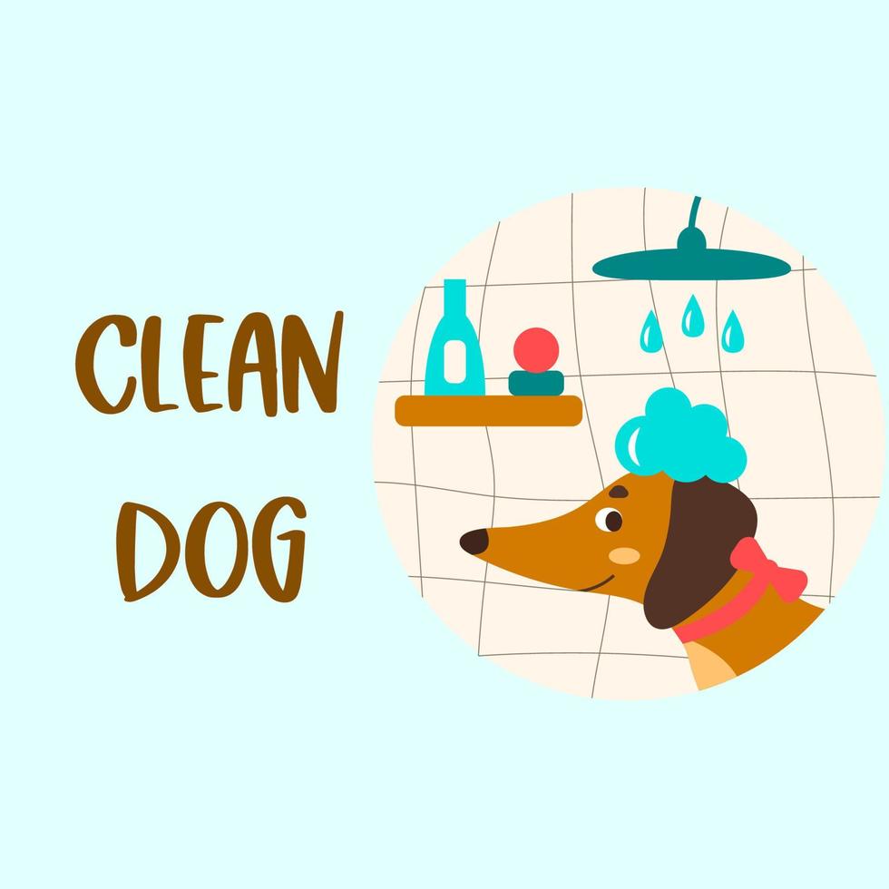 Grooming salon vector. Dachshund with soap foam on his head and soap bubbles. Vector illustration
