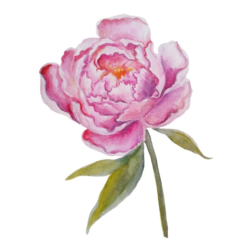 Colorful Watercolor Illustration With Pink Peony Flower. vector