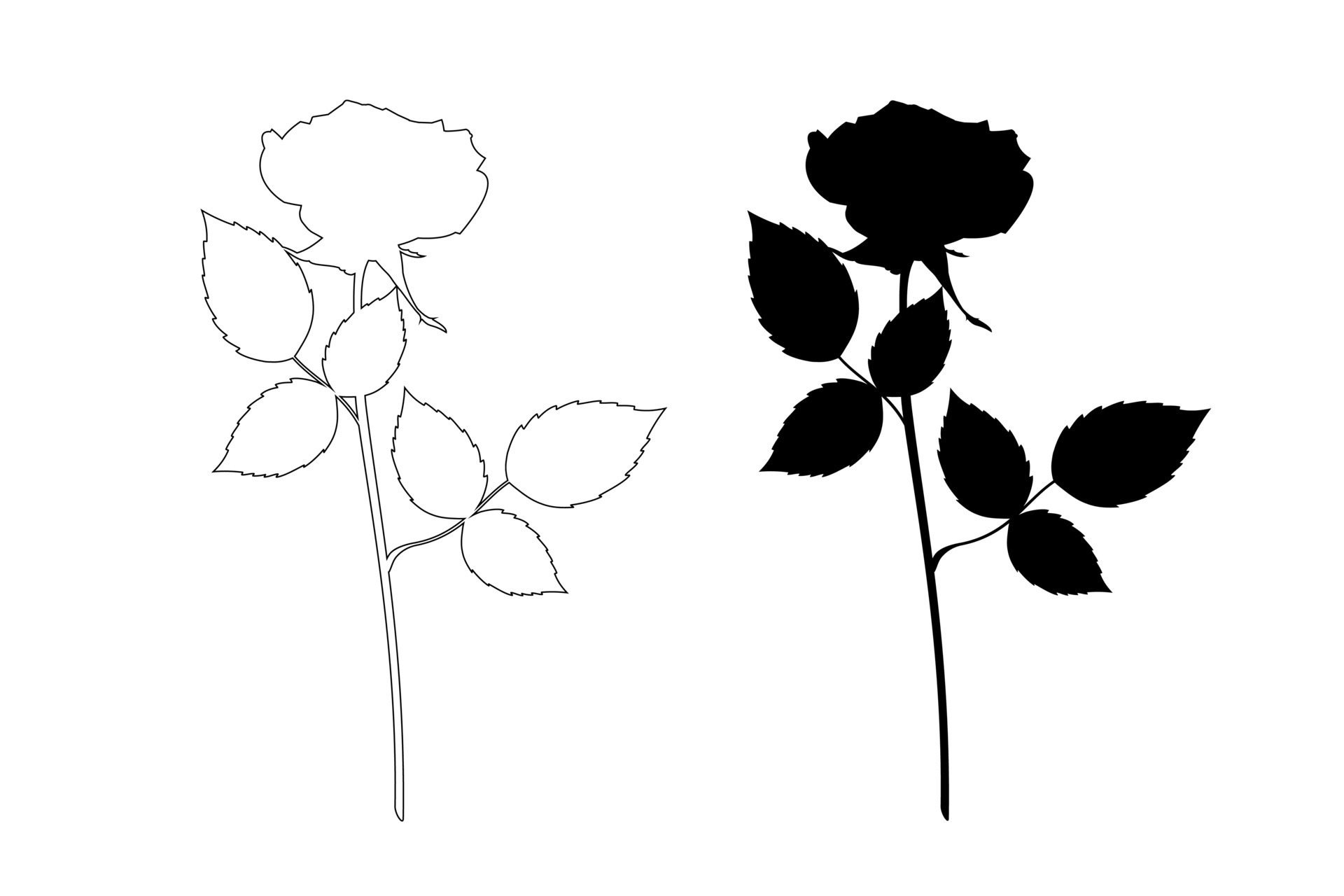 Outline and silhouette of rose isolated on white background. Vector