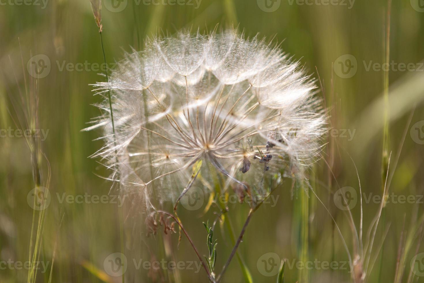Dandelion in a field photo