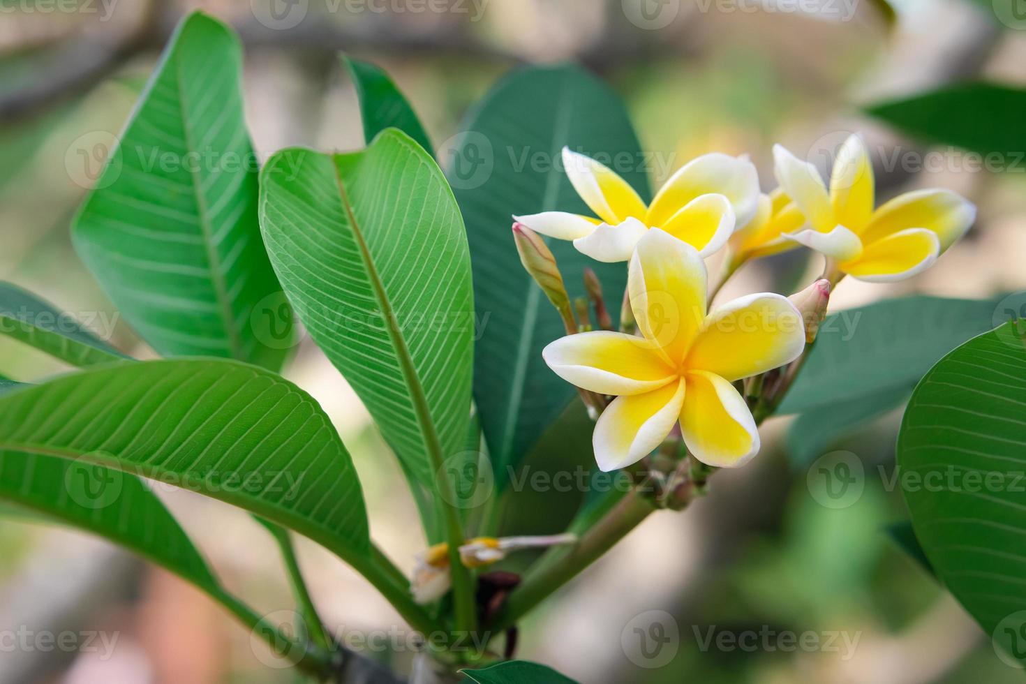 hermoso color de pétalo amarillo y blanco frangipani, ramo de flores de plumeria con fondo verde natural. foto