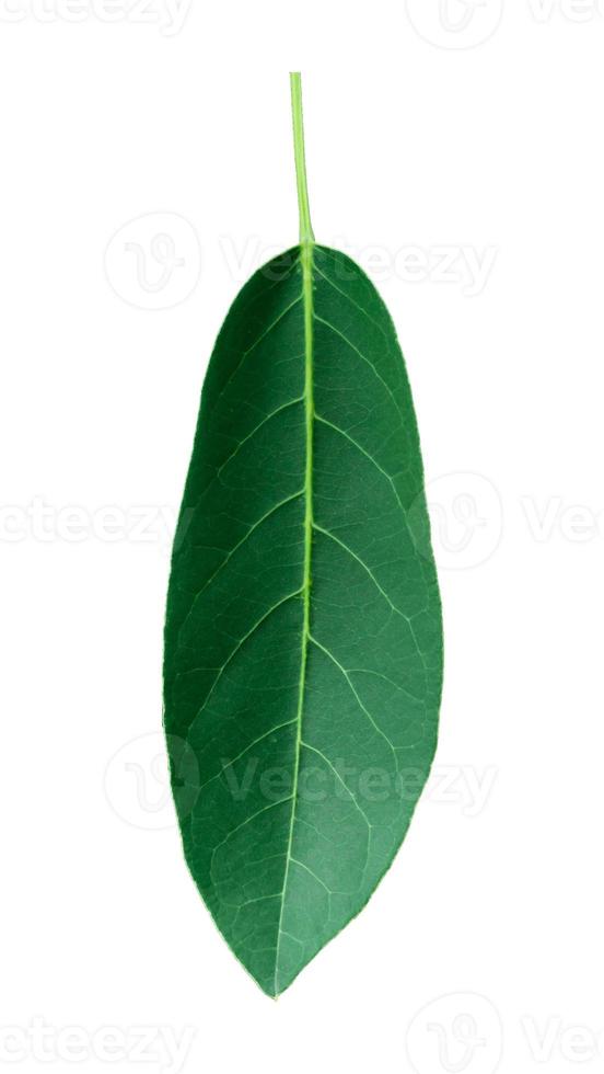 Green leaves isolated set on white background, clipping path. photo