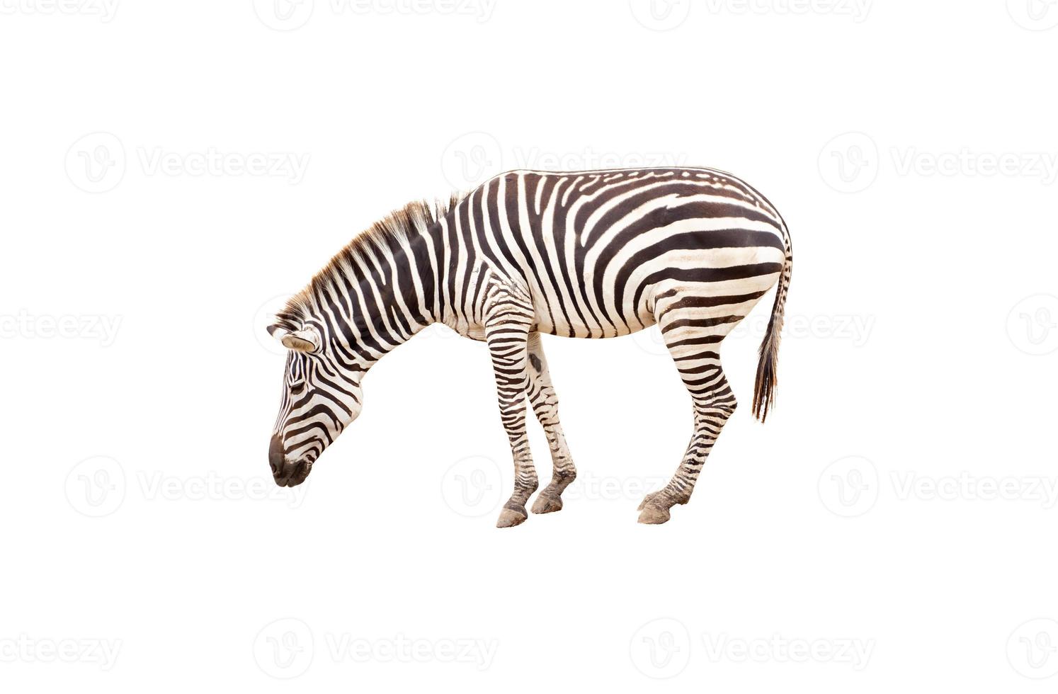 zebra isolated on white background with clipping path photo