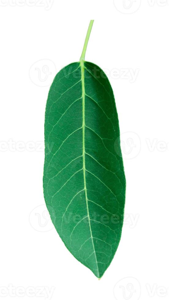 Green leaves isolated set on white background, clipping path. photo