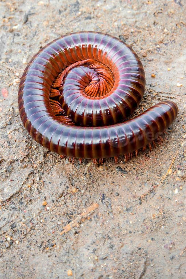 Millipede curled up in a circle photo