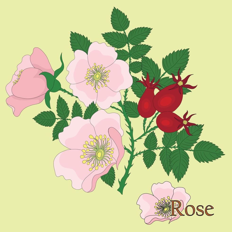 Rosaceae, rose. Illustration of a plant in a vector with flowers for use in decorating, creating bouquets, cooking of medicinal and herbal tea.