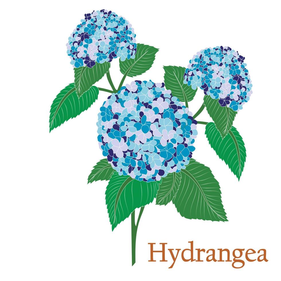 Hortensia sin contorno. ilustración de una planta en un vector con flores para decorar, crear ramos, cocinar té medicinal y de hierbas.