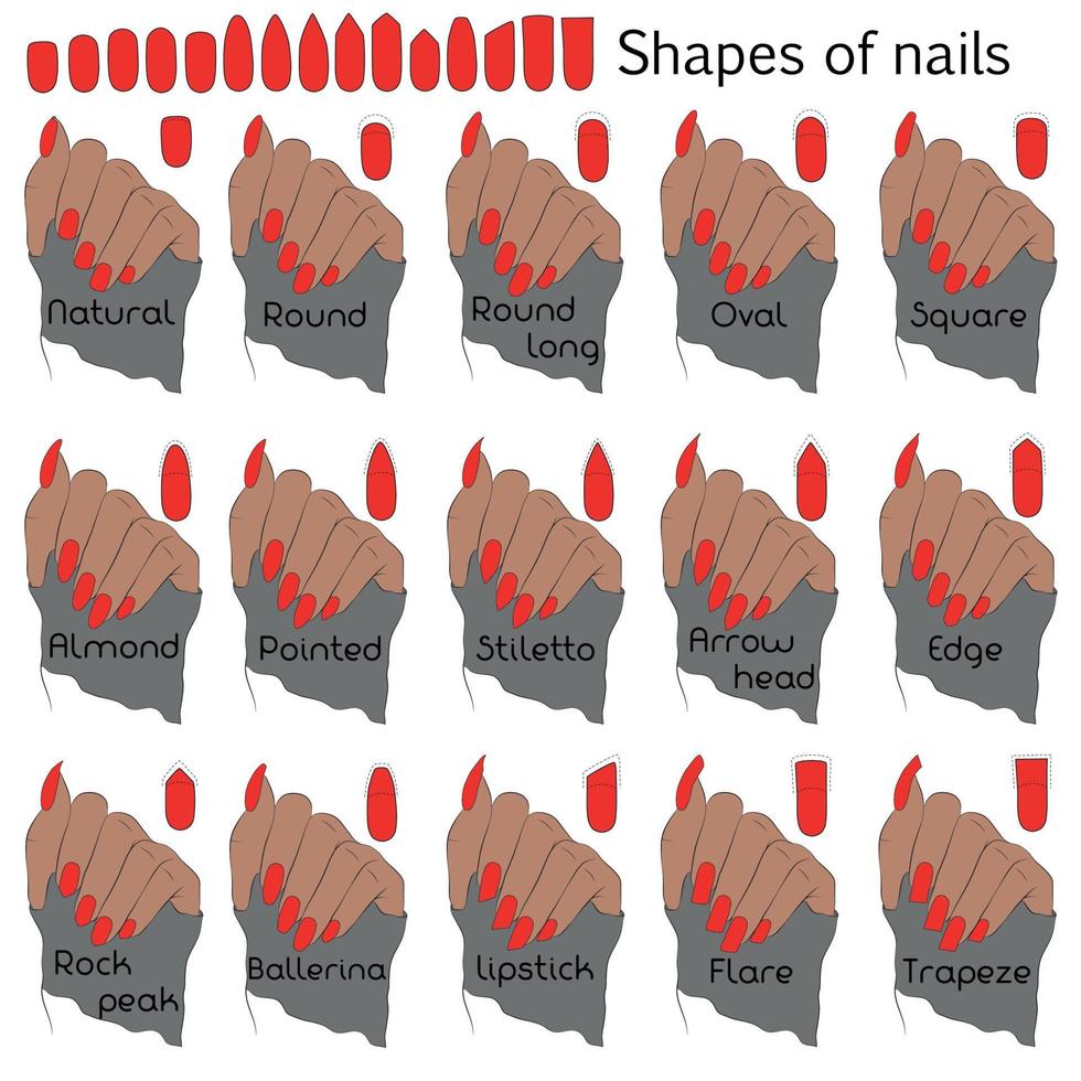 formas de uñas. ilustración en color para manicura profesional con nombres de formas. la diferencia y similitud de formas en el ejemplo de una mano. vector