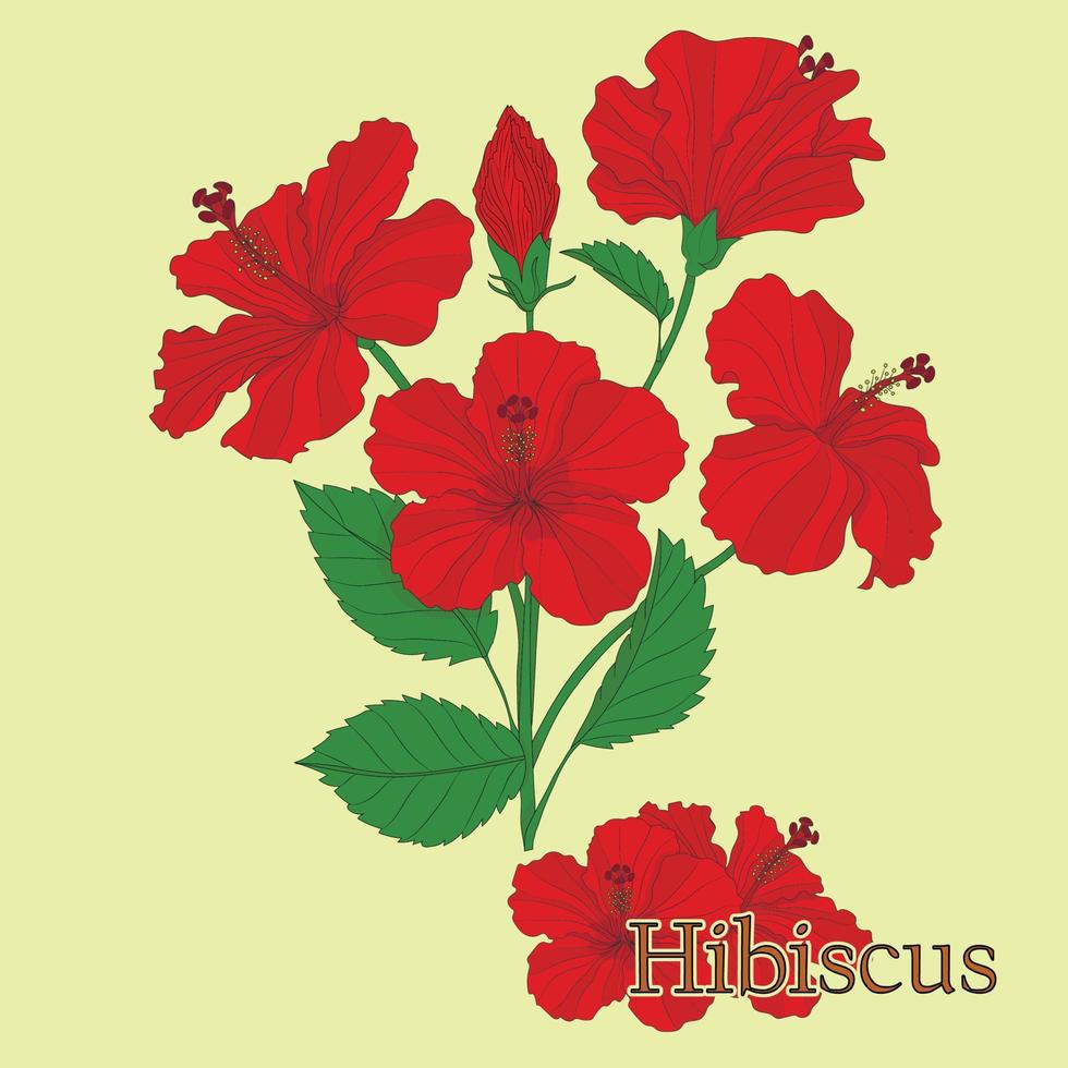 té de hibisco. ilustración de una planta en un vector con flores para usar en la cocina de té de hierbas medicinales.