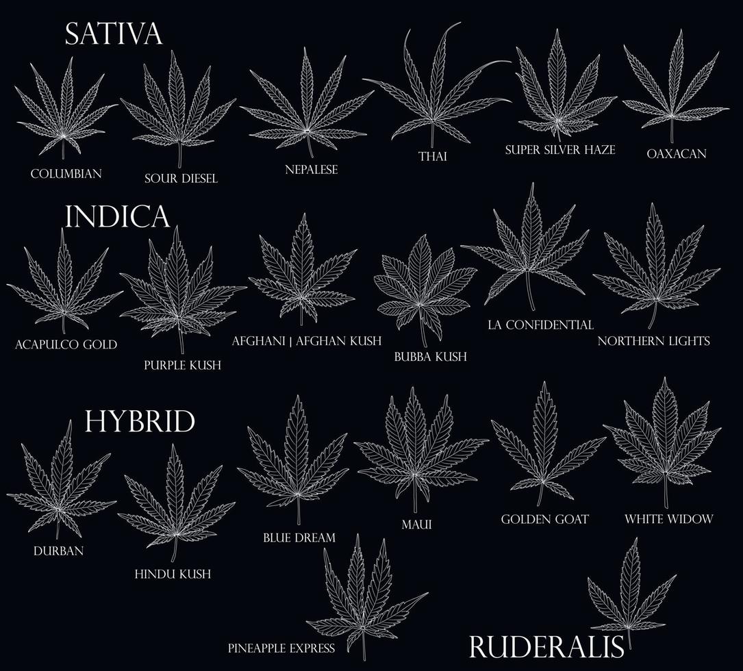 tipos de malas hierbas hojas de cannabis sativa, indica, híbrida y ruderalis en contorno negro para uso en medicina y cosmetología. vector