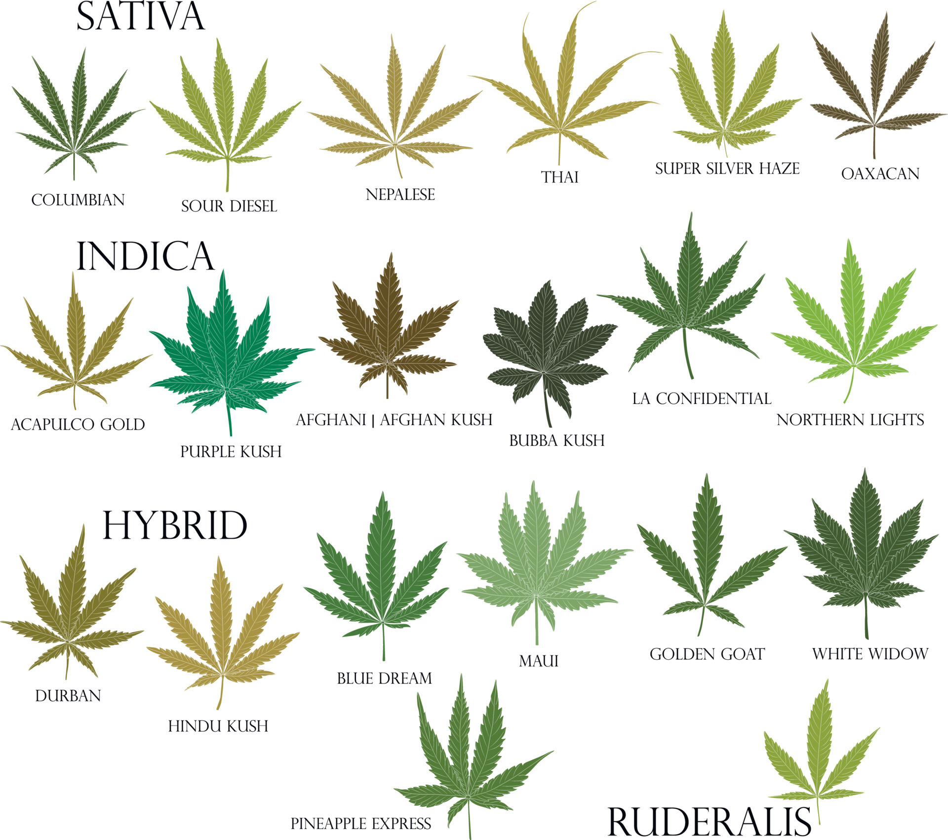Types of weed. Sativa, Indica, Hybrid and Ruderalis cannabis leaves in