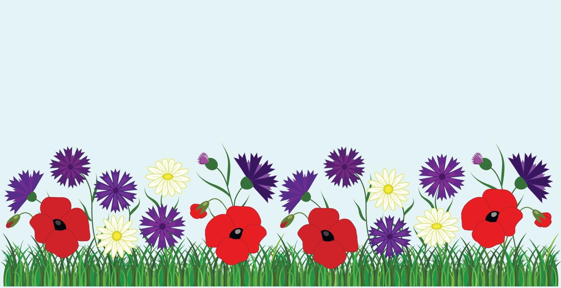 Summer background pattern with flowers. Poppy, chamomile, cornflower, grass. Four seasons. vector