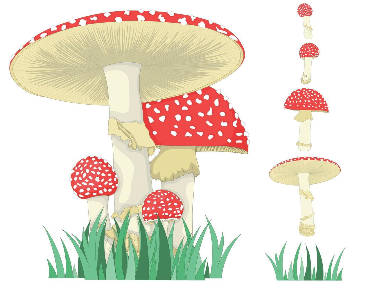 Fly agaric. A mushroom or toadstool. Different growth of mushrooms. Color set. vector