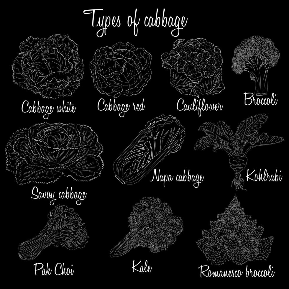 Cabbage varieties. Free style illustration of different types of cabbage. vector