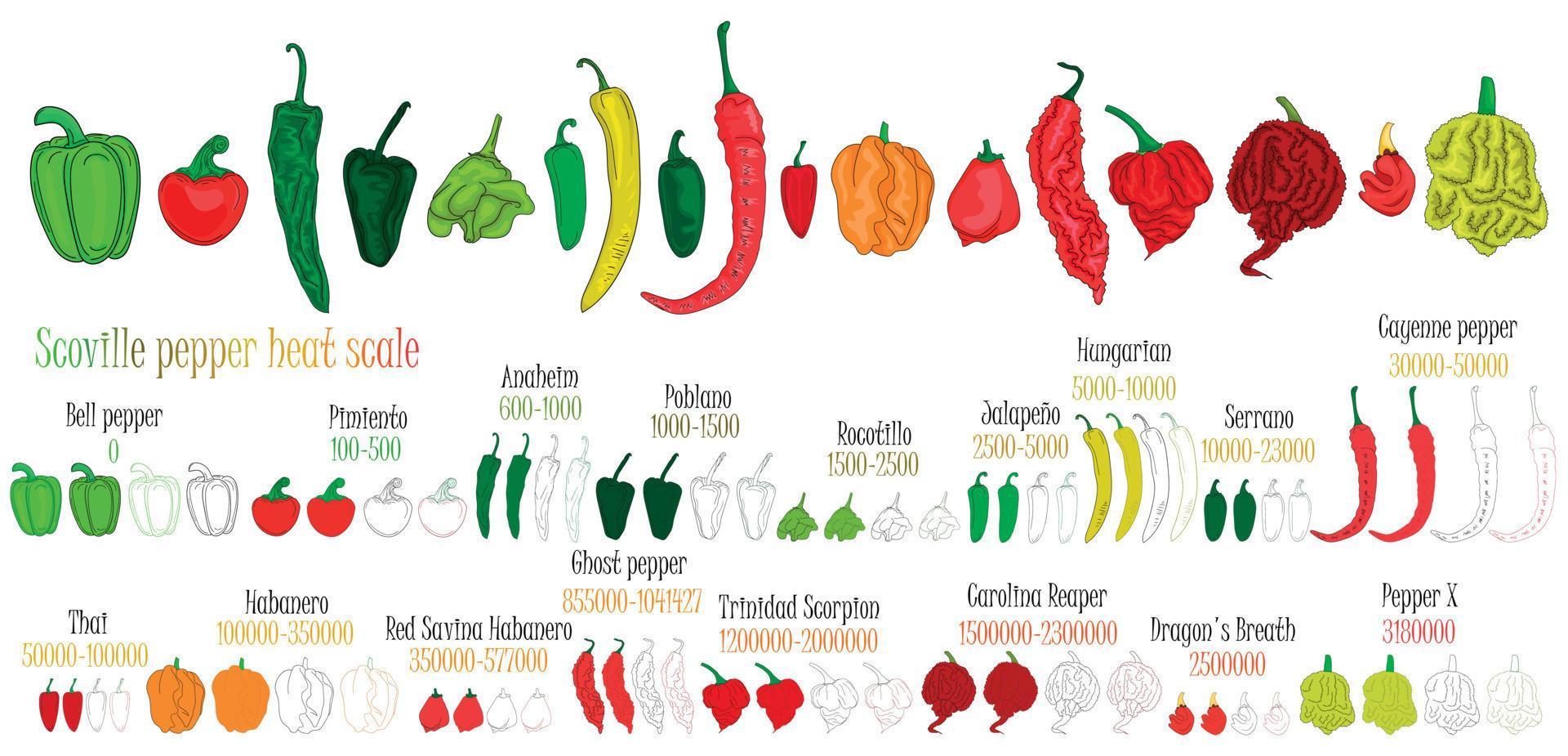 escala de calor de pimienta scoville. ilustración de pimiento de más dulce a muy picante. colorea y delinea pimientos. vector