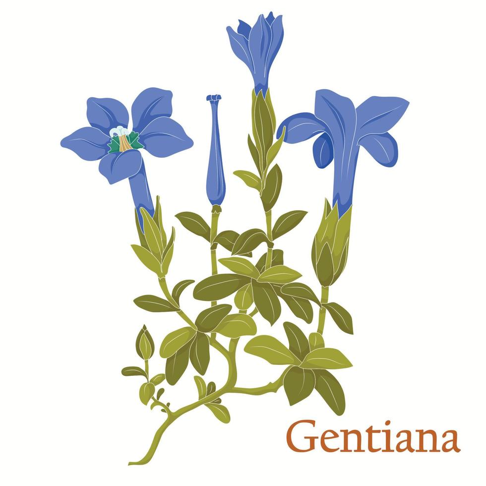 Gentiana tea. Illustration of a plant in a vector with flowers for use in the cooking of medicinal herbal tea. Without outlines.