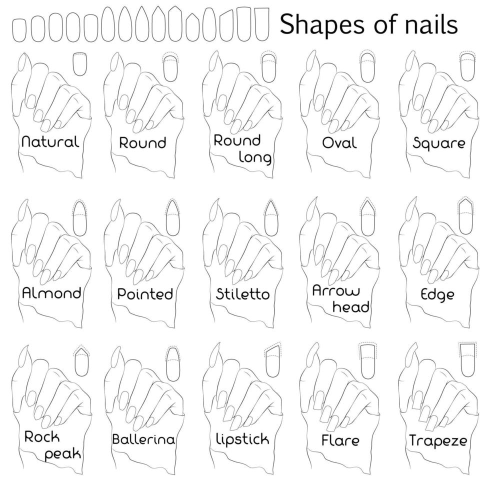 Shapes of nails. Black and white illustration for professional manicure with names of shapes. The difference and similarity of forms on the example of a hand. vector