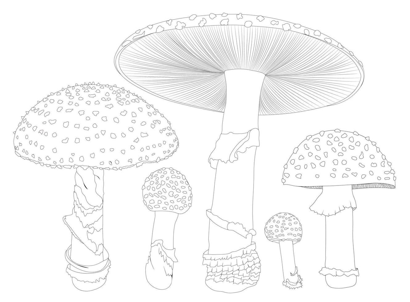 Fly agaric. A mushroom or toadstool. Different growth of mushrooms. vector