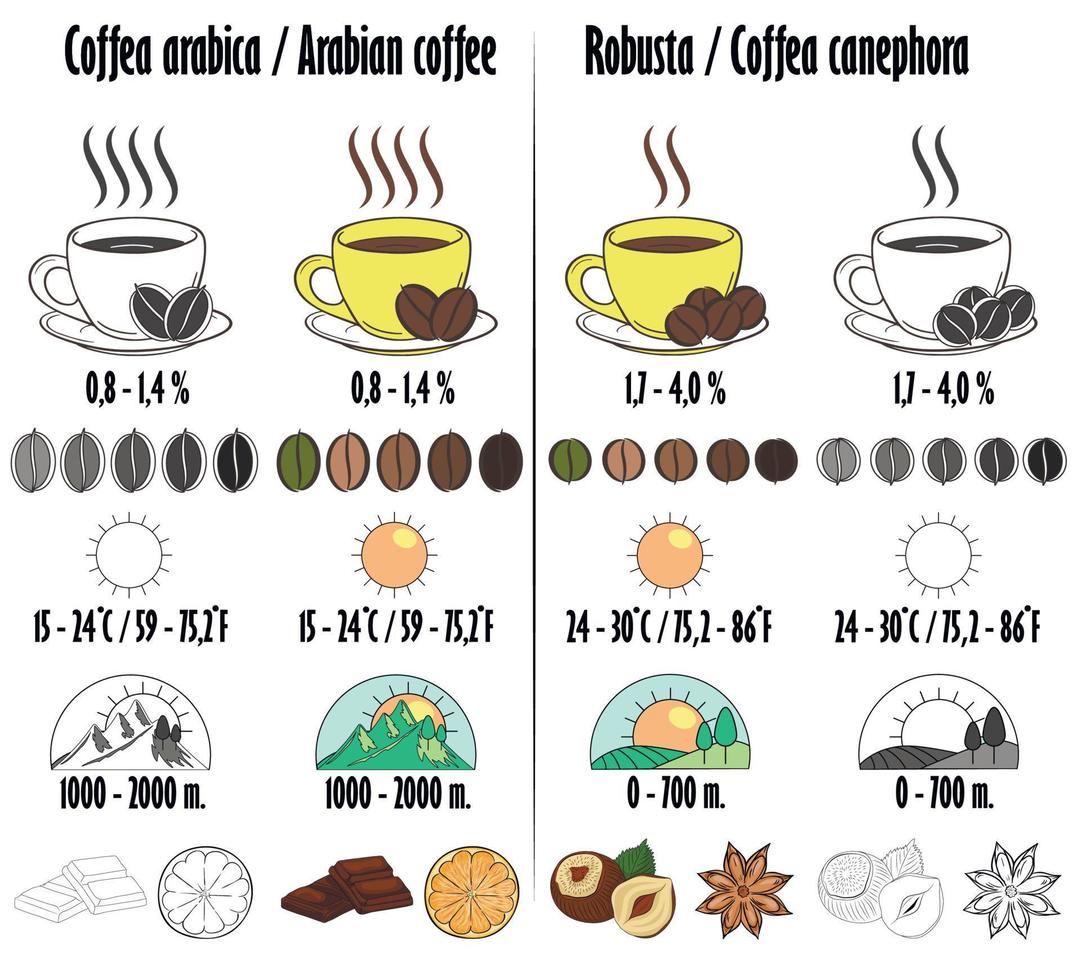 Arabica and robusta. Types of coffee with a description in the form of icons of growing, amount of caffeine, aroma, optimum temperature for maturation. vector