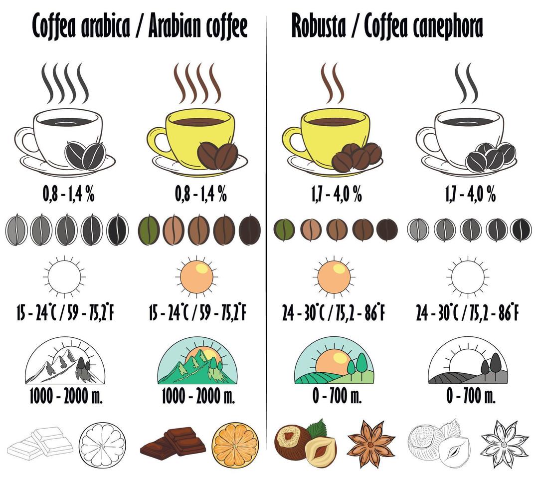 Arabica and robusta. Types of coffee with a description in the form of icons of growing, amount of caffeine, aroma, optimum temperature for maturation. vector