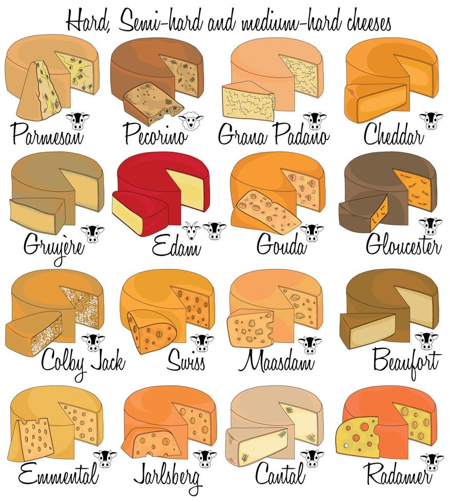 quesos duros, semiduros y semiduros. Tipos de queso dibujados a mano con las características de cada tipo. vector