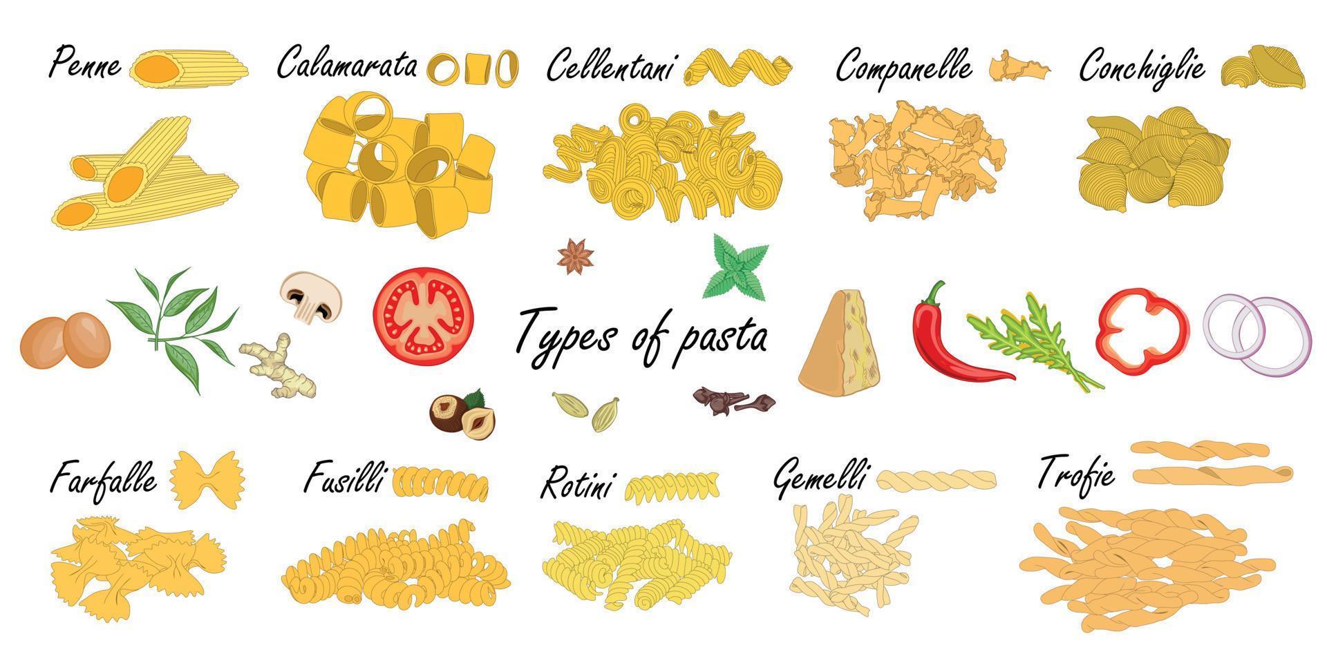 Types of pasta. Short pasta difference, illustration example with ingredients. vector