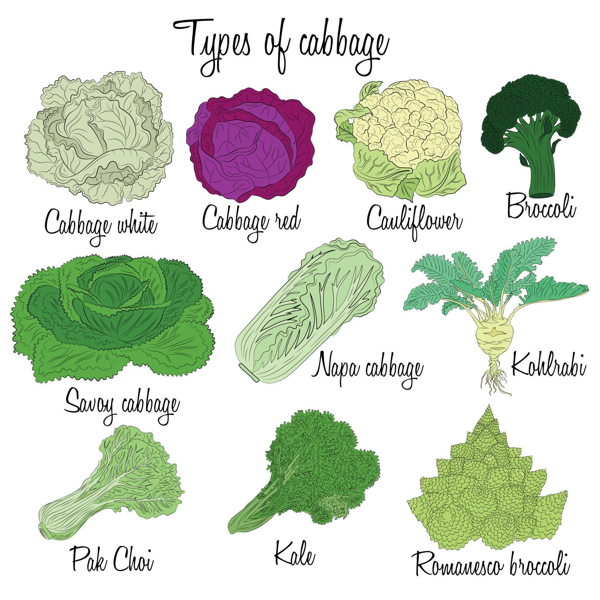 Cabbage varieties. Free style illustration of different types of