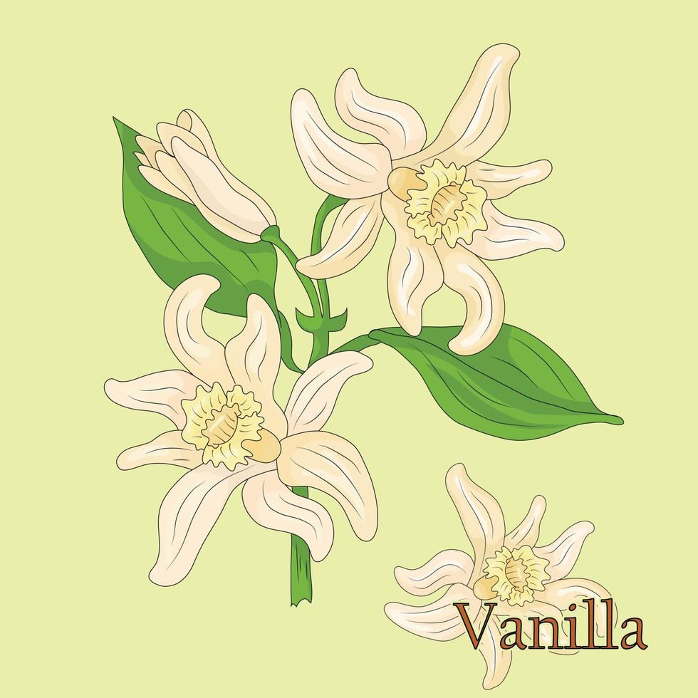 Vanilla. Illustration of a plant in a vector with flowers for use in decorating, creating bouquets, cooking of medicinal and herbal tea.