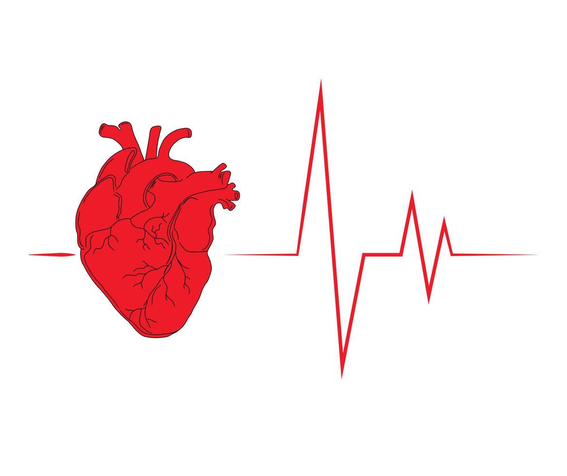 corazón anatómico rojo con cardiograma. icono del corazón para instalaciones médicas. fondo abstracto que representa un corazón sano, vida, medicina cardíaca. vector