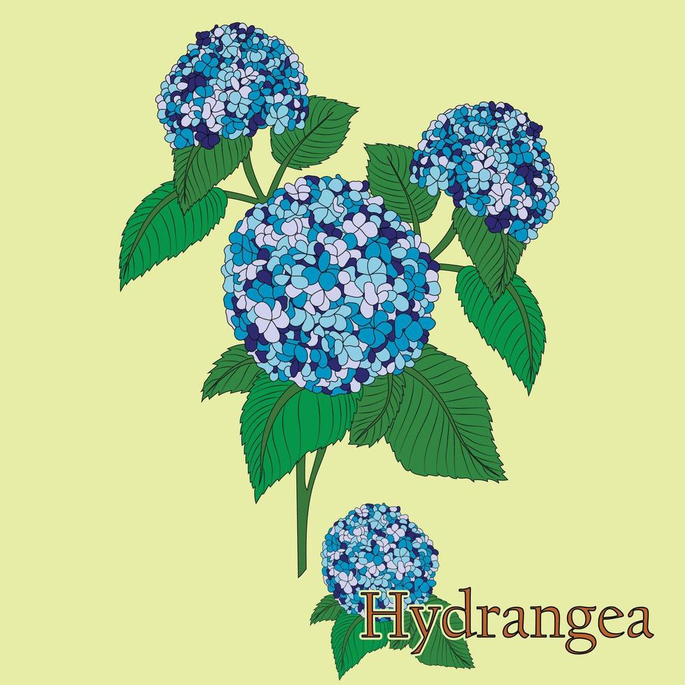 Hydrangea. Illustration of a plant in a vector with flowers for use in decorating, creating bouquets, cooking of medicinal and herbal tea.