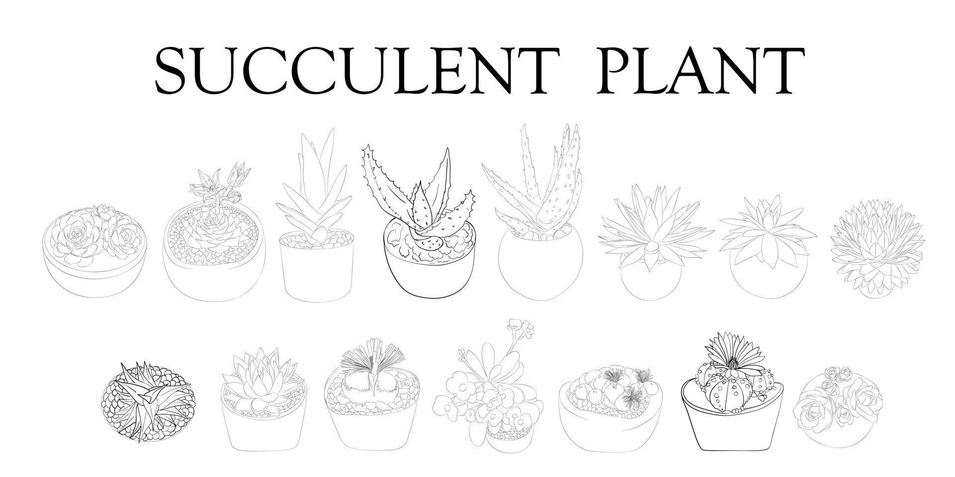 Succulent plant. Illustration of different types of succulents. Hand drawn plants. vector