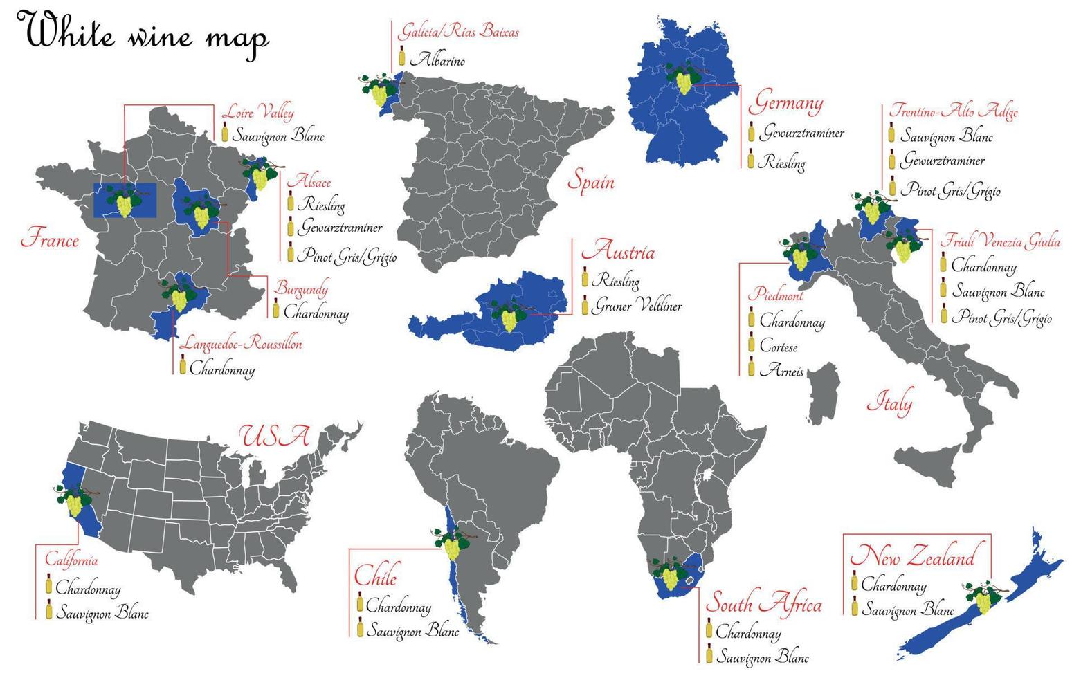 White wine map. Wine production map showing grape varieties. Regions of grape growing for wine production. vector