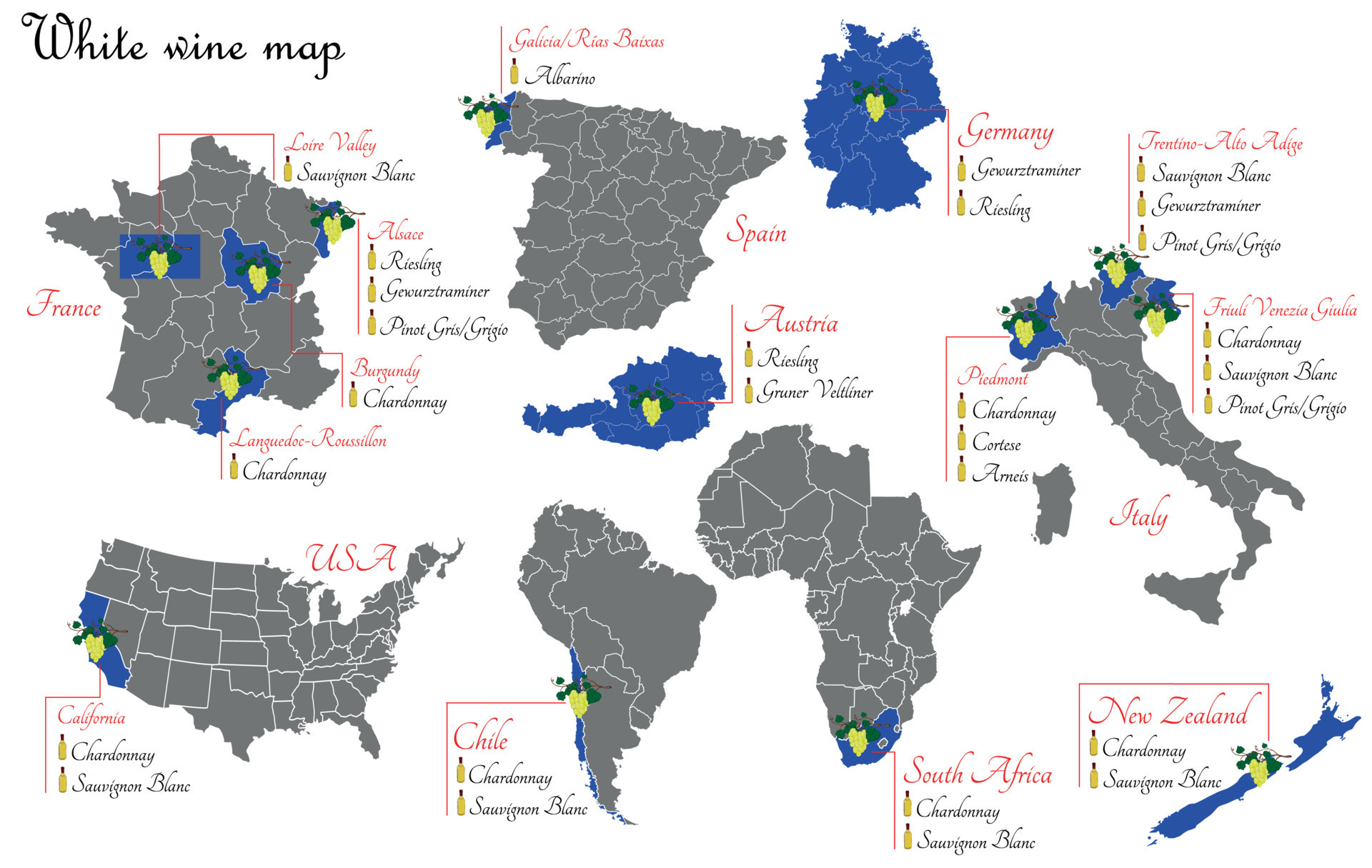 White wine map. Wine production map showing grape varieties. Regions of