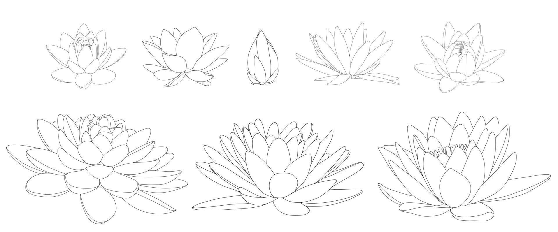 flores de loto en diferentes flores y formas. ilustración en blanco y negro de diferentes tipos de nenúfares. vector