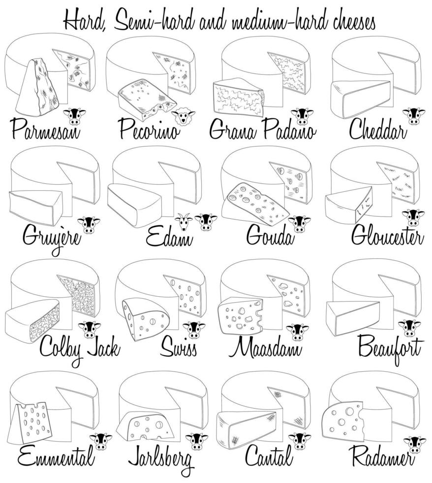 Hard, Semi-hard and medium-hard cheeses. Hand-drawn types of cheese with characteristics of each type. vector